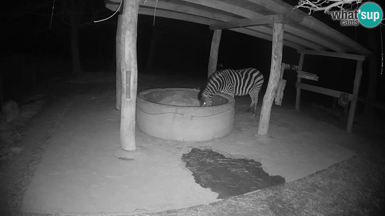 Live webcam Zebras in Ljubljana ZOO – Slovenia