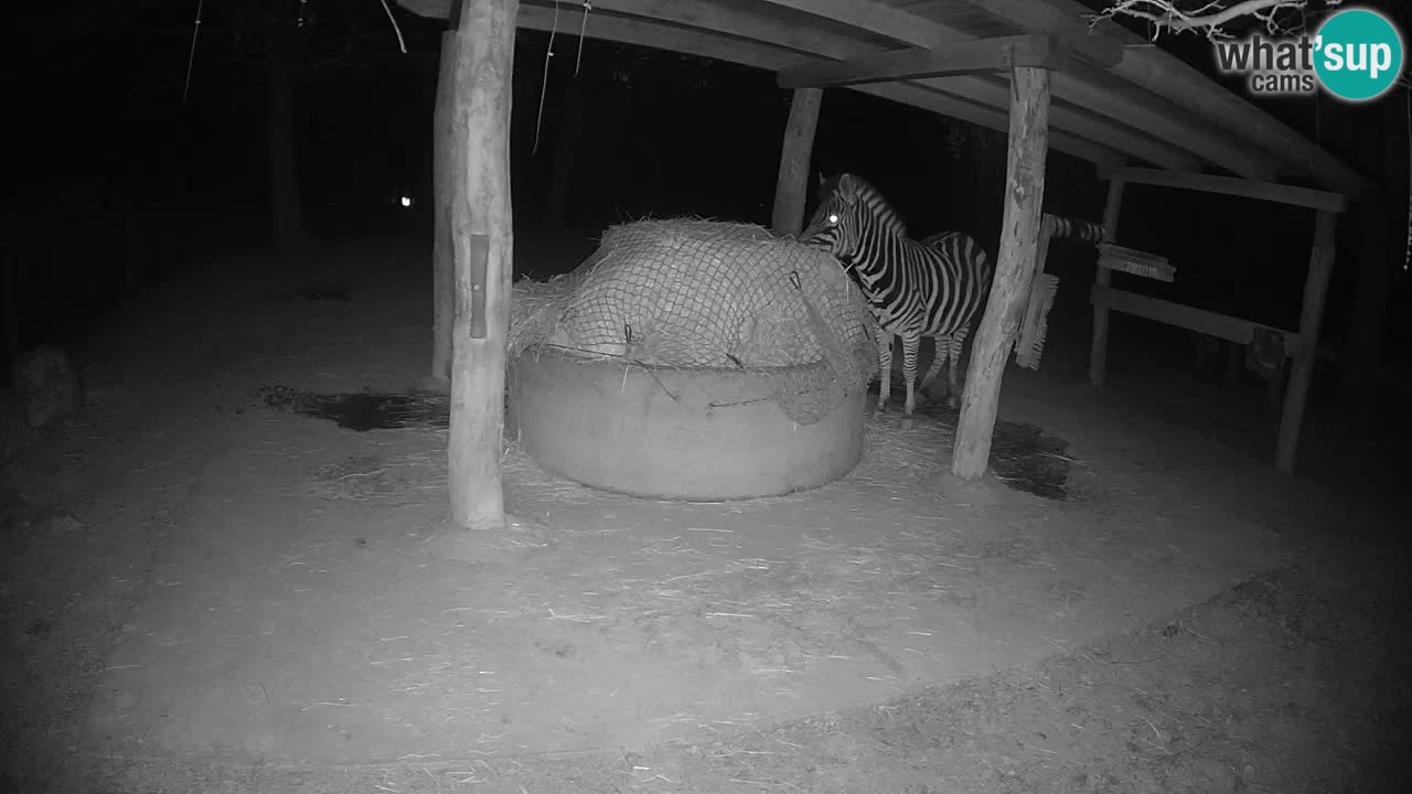 Camera en vivo Cebras in Ljubljana ZOO – Eslovenia