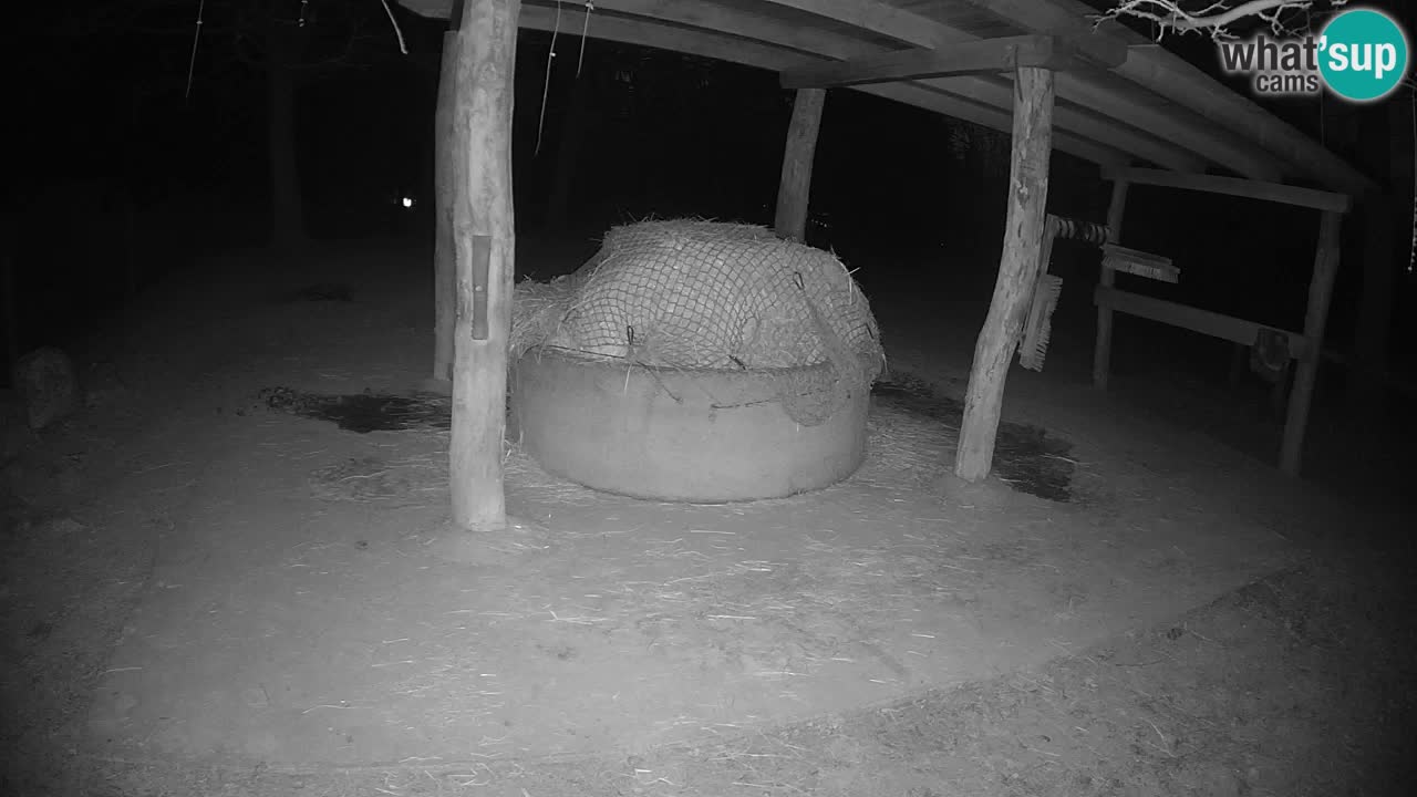 Camera en vivo Cebras in Ljubljana ZOO – Eslovenia