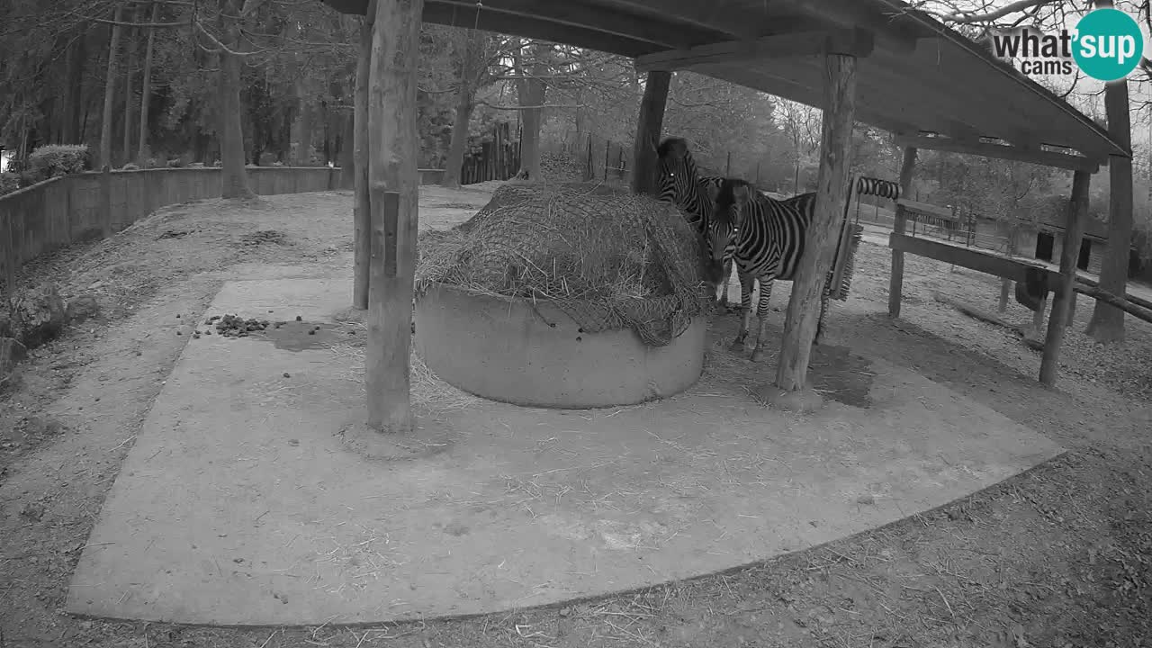 Live webcam Zebras in Ljubljana ZOO – Slovenia