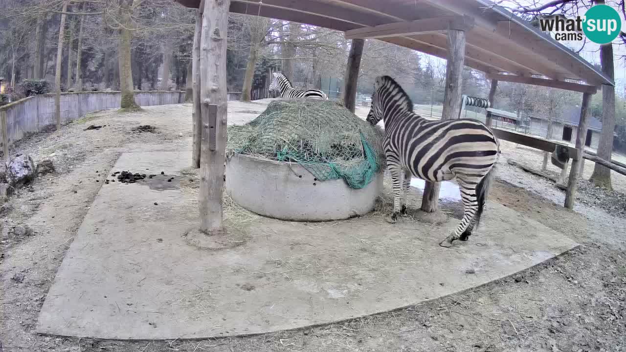 Zebre v živo v živalskem vrtu Ljubljana ZOO spletne kamere