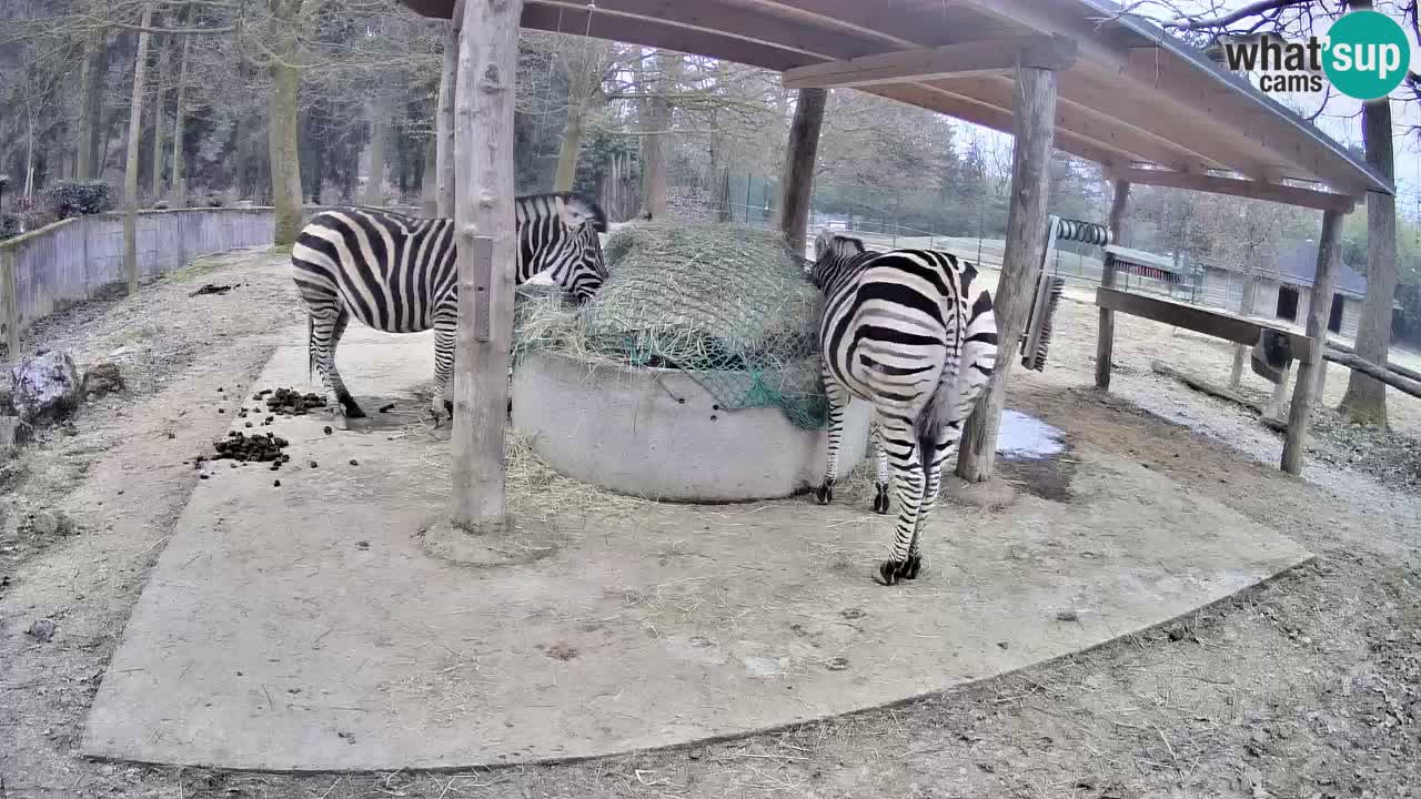 Le Zebre nello ZOO di Ljubljana – Slovenia Live webcam
