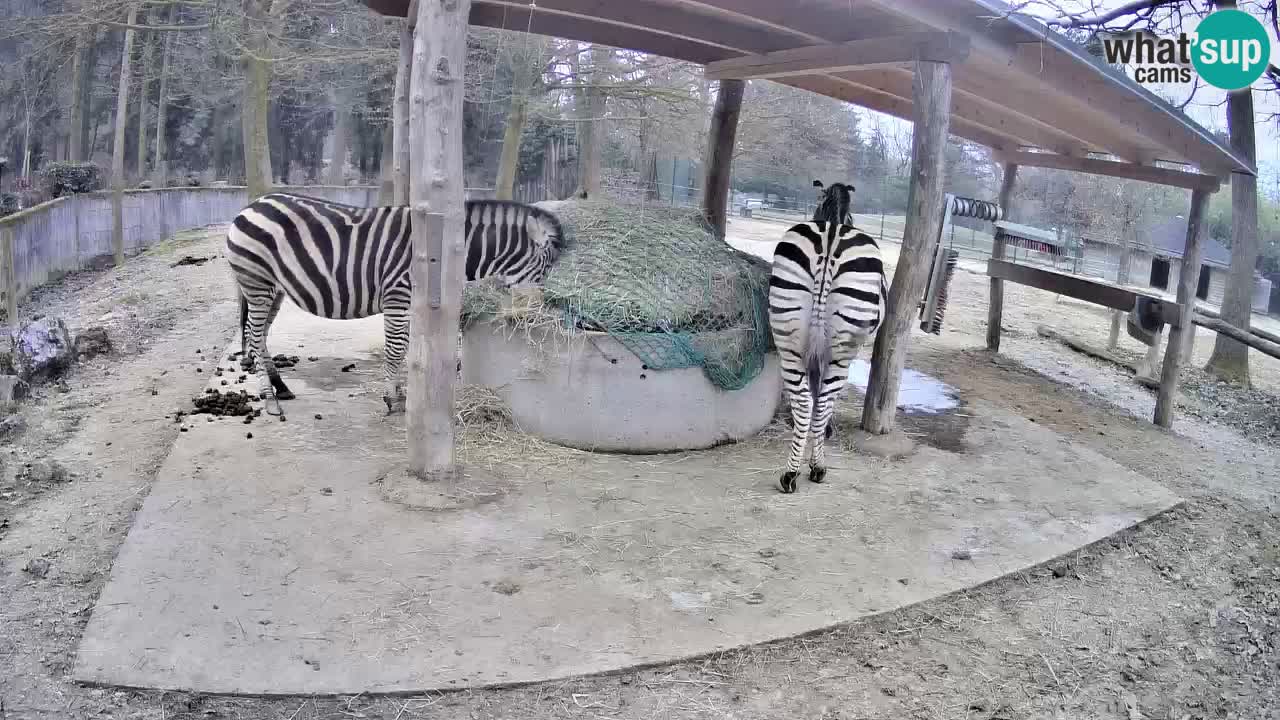 Live Webcam Zebras in Ljubljana ZOO – Slowenien