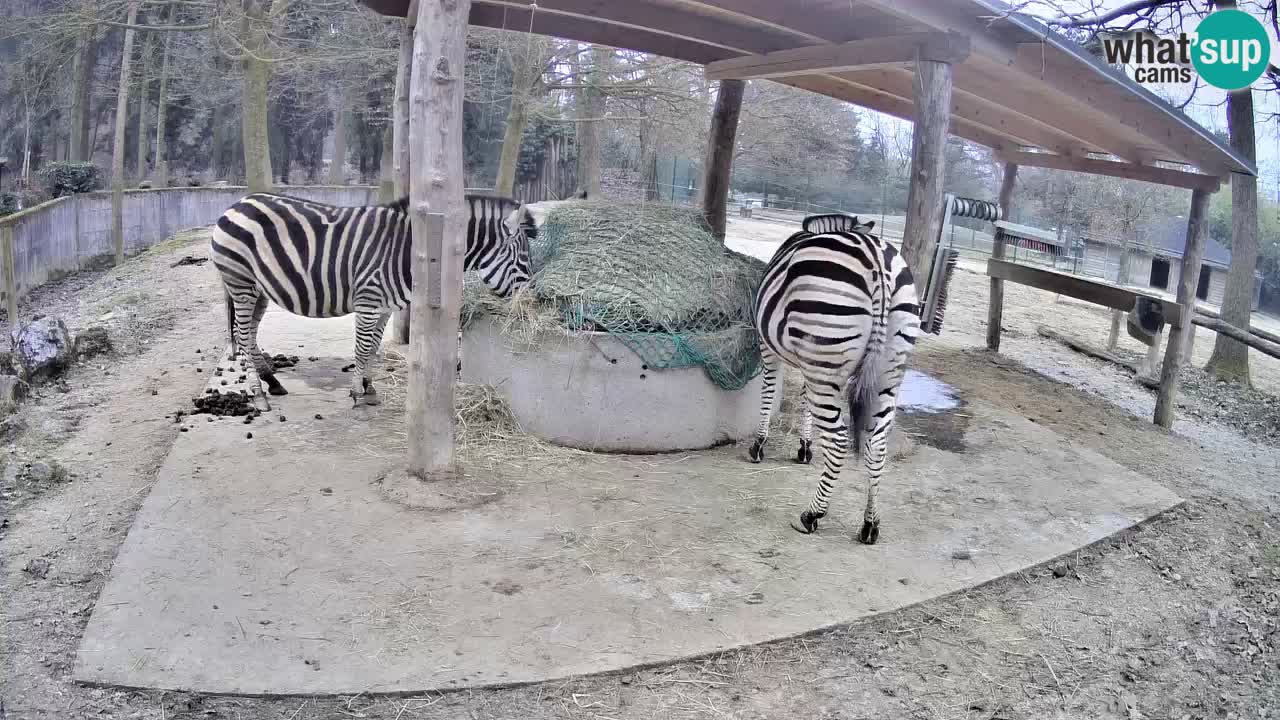 Le Zebre nello ZOO di Ljubljana – Slovenia Live webcam