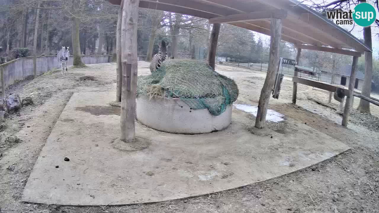Live webcam Zebras in Ljubljana ZOO – Slovenia