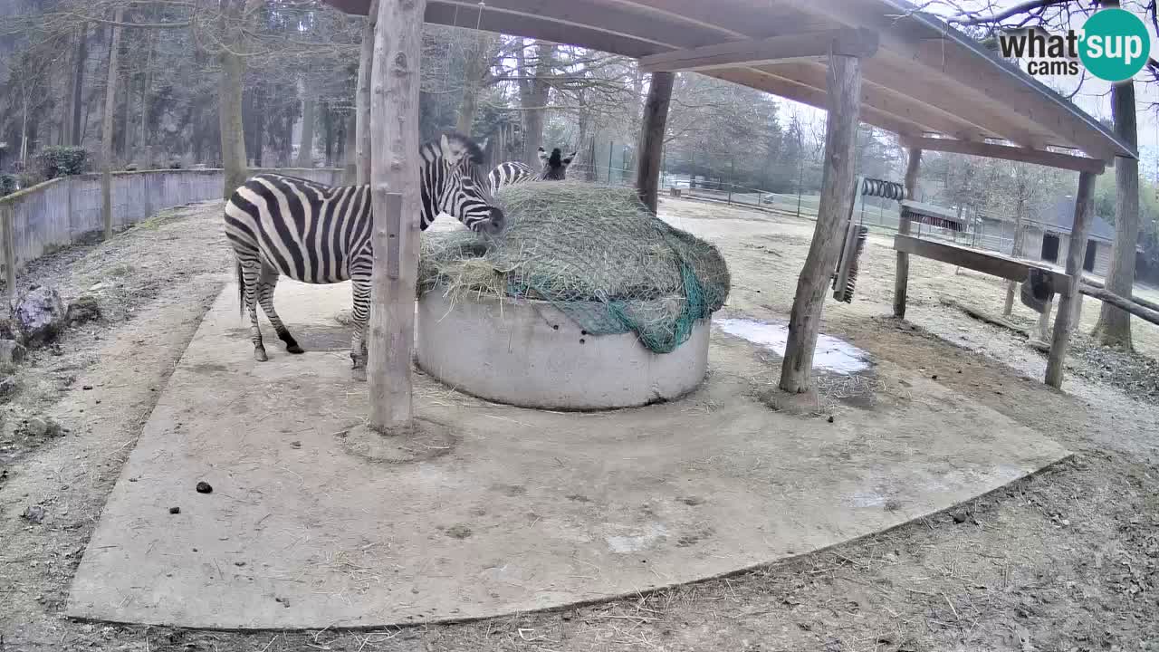 Live webcam Zebras in Ljubljana ZOO – Slovenia