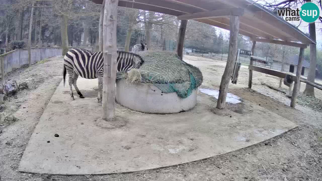 Live Webcam Zebras in Ljubljana ZOO – Slowenien
