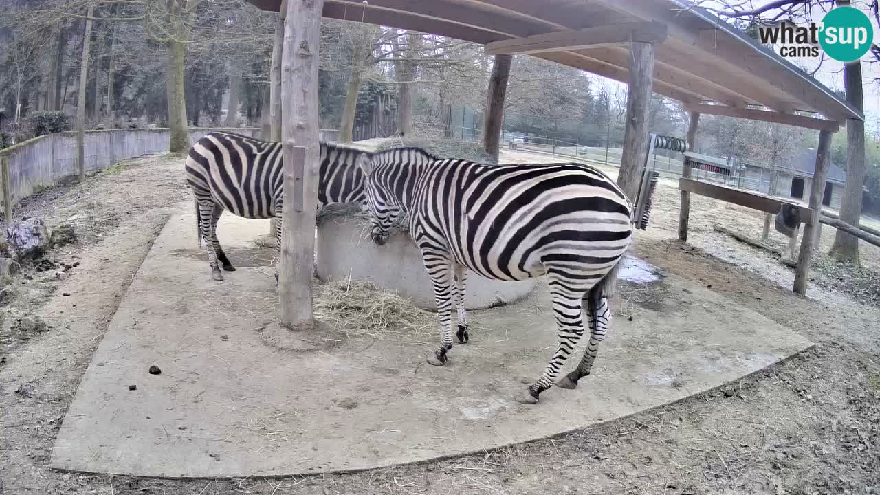 Live webcam Les zèbres in Ljubljana ZOO – Slovénie