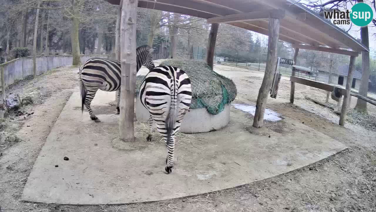 Le Zebre nello ZOO di Ljubljana – Slovenia Live webcam
