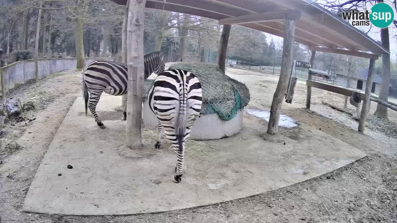 Live webcam Les zèbres in Ljubljana ZOO – Slovénie