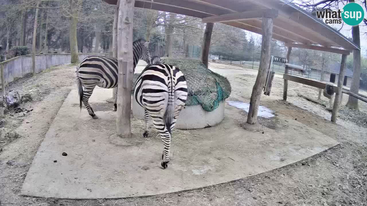Live webcam Les zèbres in Ljubljana ZOO – Slovénie