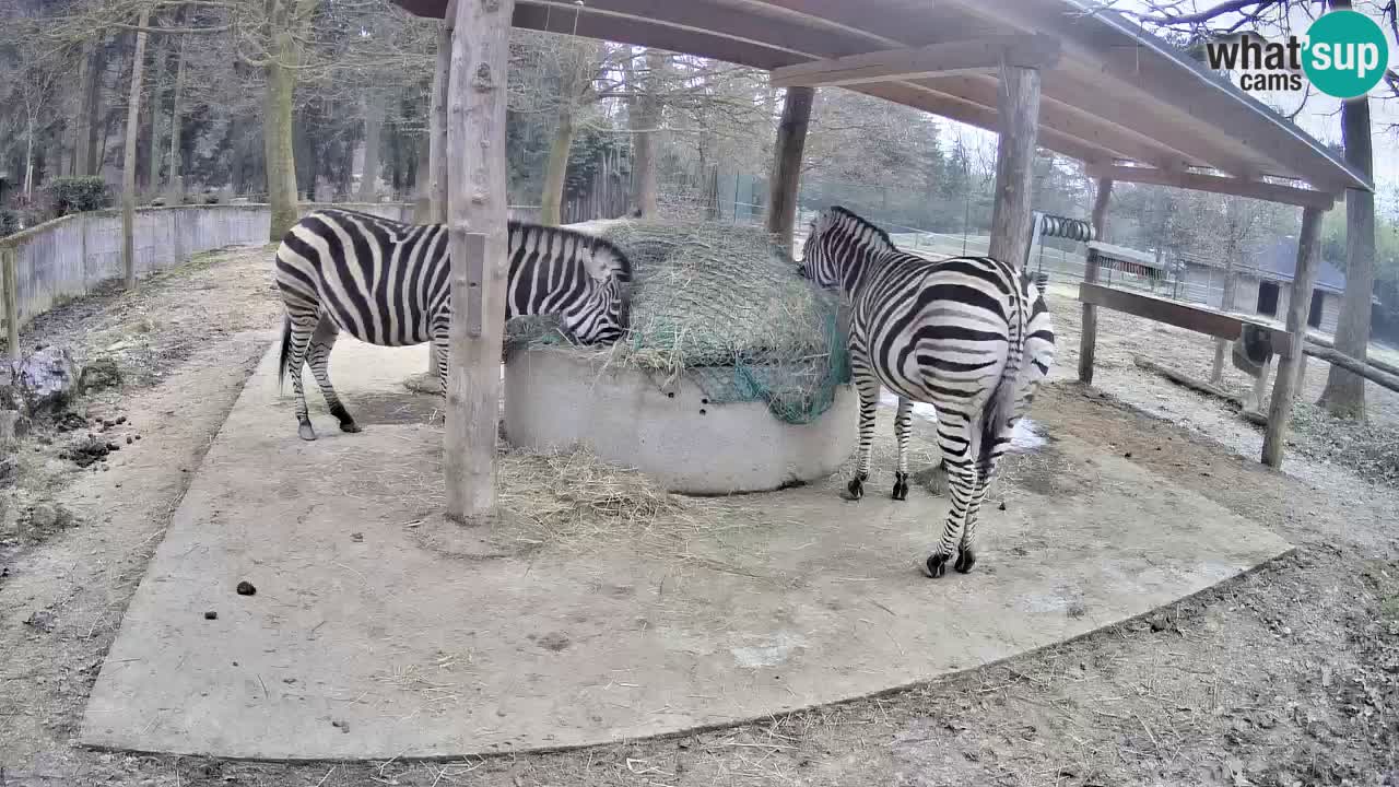 Live webcam Les zèbres in Ljubljana ZOO – Slovénie