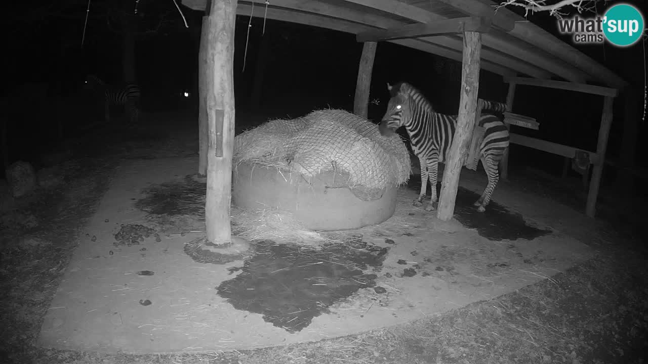 Live webcam Zebras in Ljubljana ZOO – Slovenia