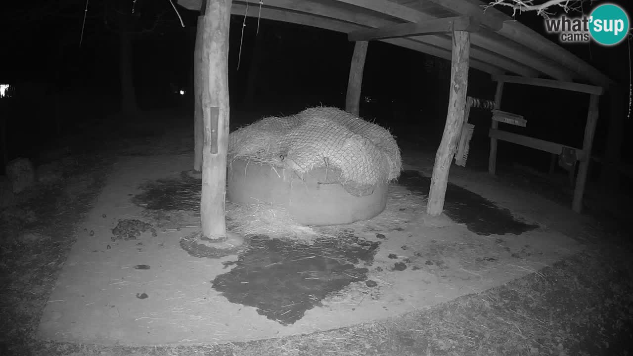 Le Zebre nello ZOO di Ljubljana – Slovenia Live webcam