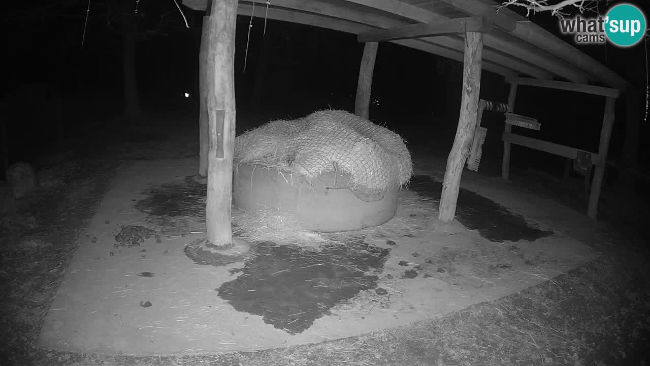 Live webcam Les zèbres in Ljubljana ZOO – Slovénie