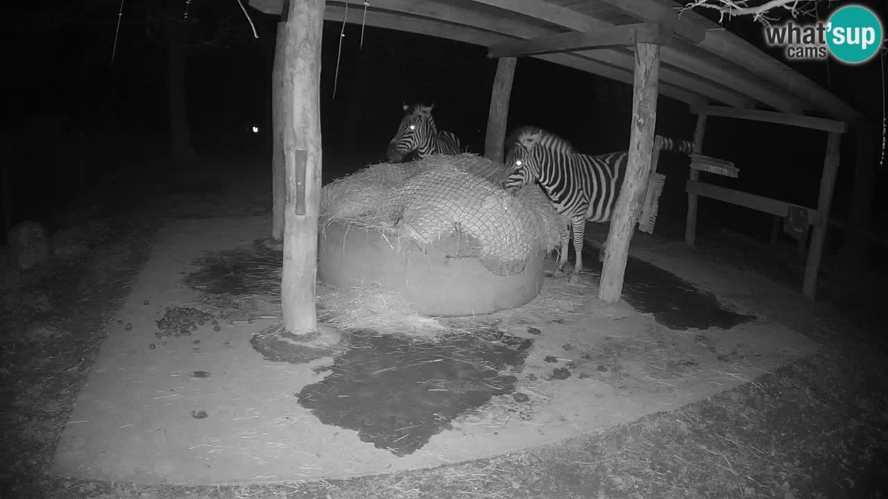 Live webcam Les zèbres in Ljubljana ZOO – Slovénie