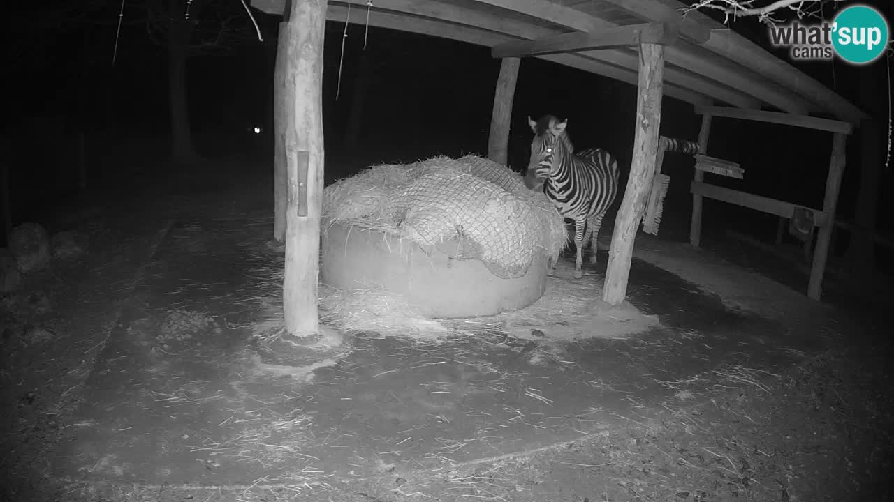 Live webcam Les zèbres in Ljubljana ZOO – Slovénie