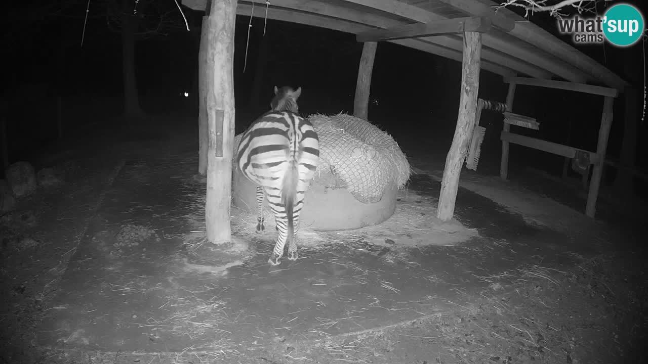 Live webcam Les zèbres in Ljubljana ZOO – Slovénie