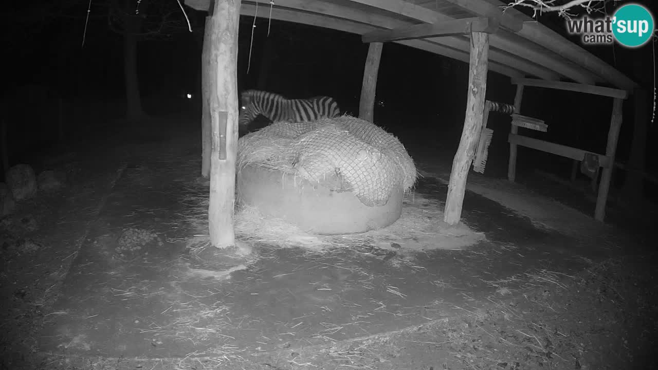 Live webcam Les zèbres in Ljubljana ZOO – Slovénie