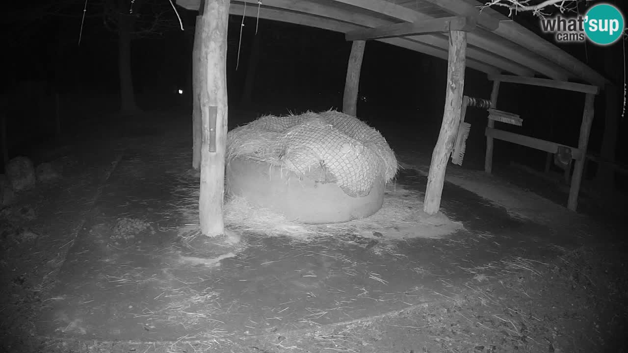 Live webcam Les zèbres in Ljubljana ZOO – Slovénie