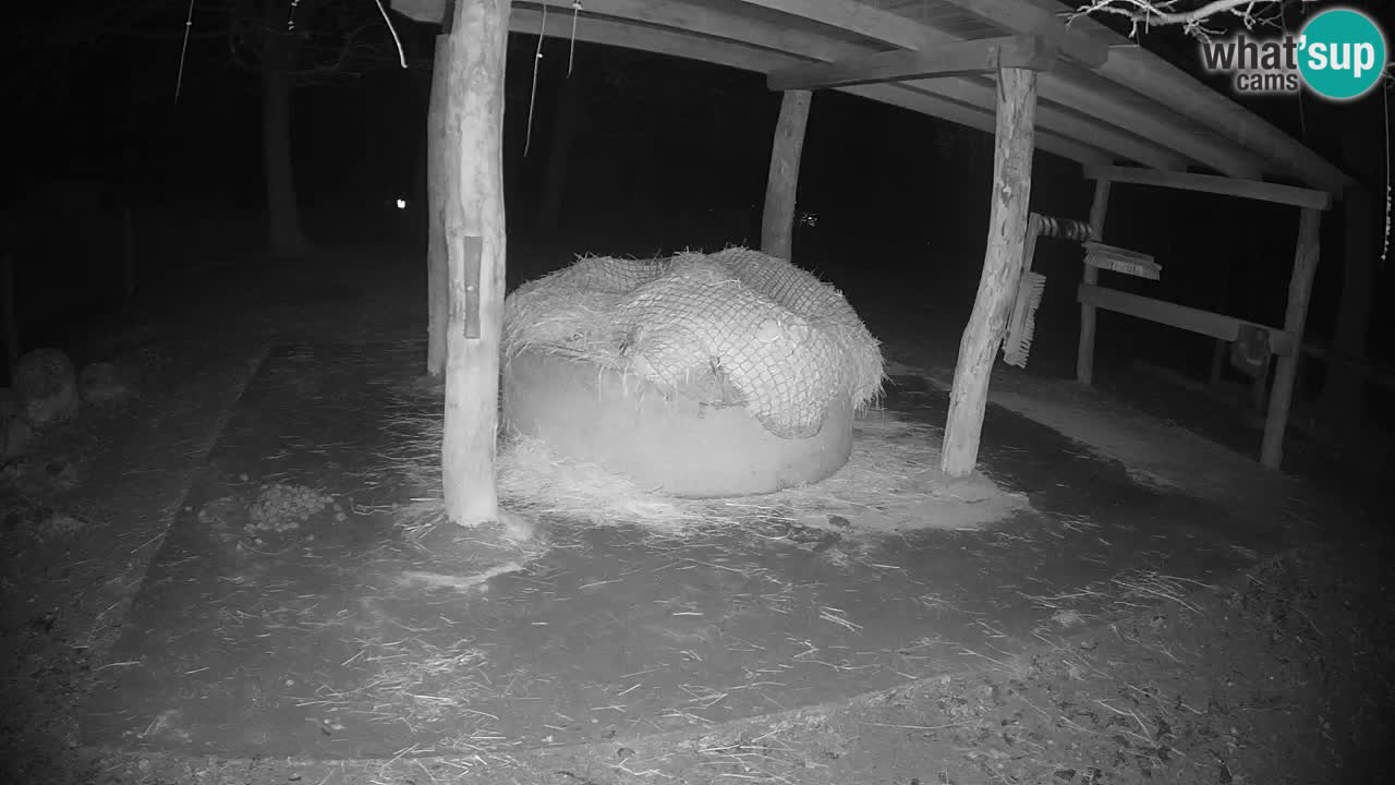 Live Webcam Zebras in Ljubljana ZOO – Slowenien