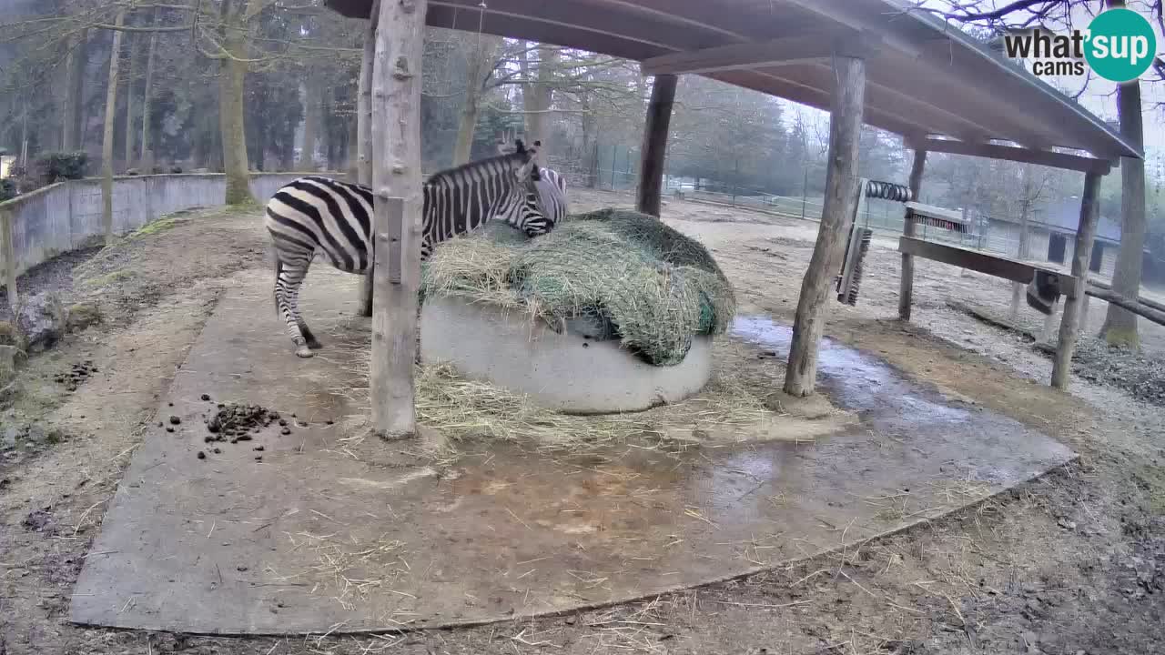 Web kamera uživo Zebras u ZOO Ljubljana – Slovenija