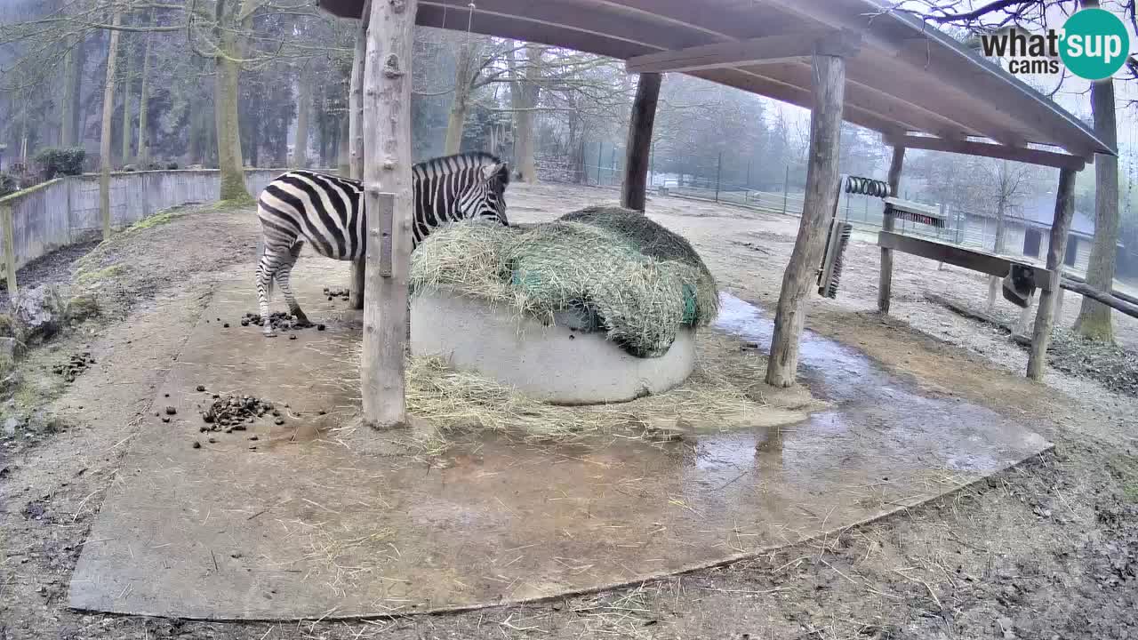 Web kamera uživo Zebras u ZOO Ljubljana – Slovenija