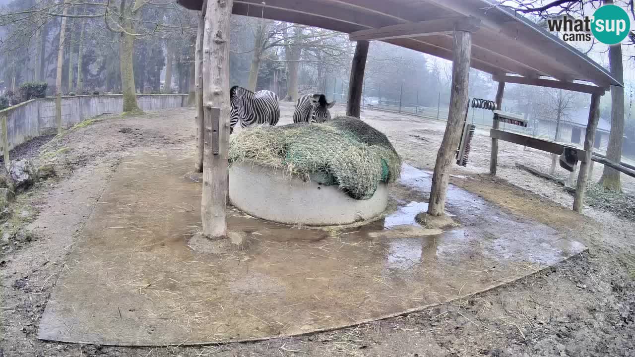 Web kamera uživo Zebras u ZOO Ljubljana – Slovenija