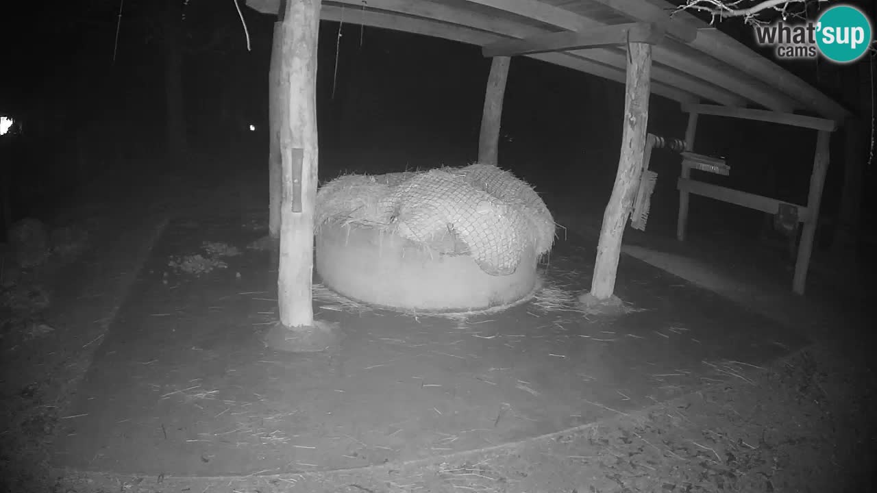 Live webcam Zebras in Ljubljana ZOO – Slovenia