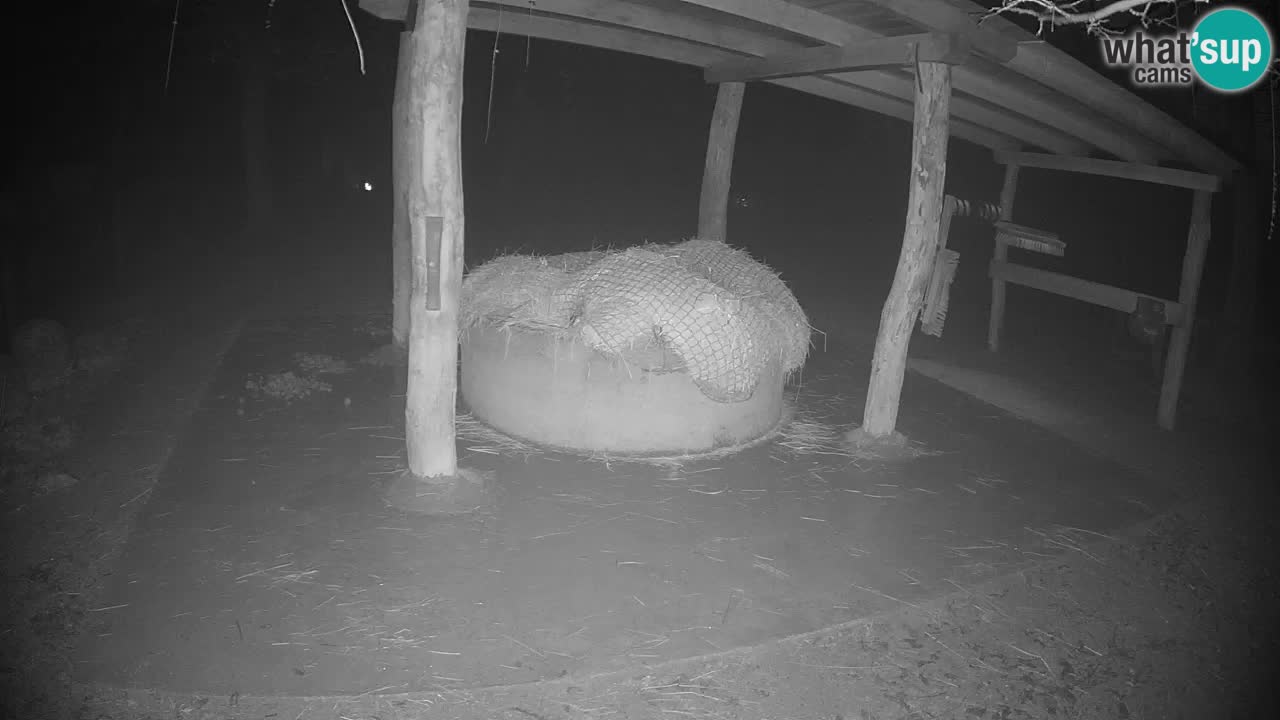 Live Webcam Zebras in Ljubljana ZOO – Slowenien