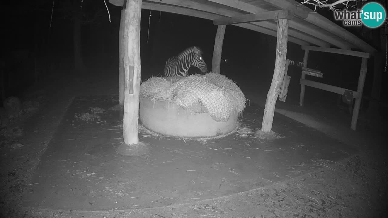 Live Webcam Zebras in Ljubljana ZOO – Slowenien