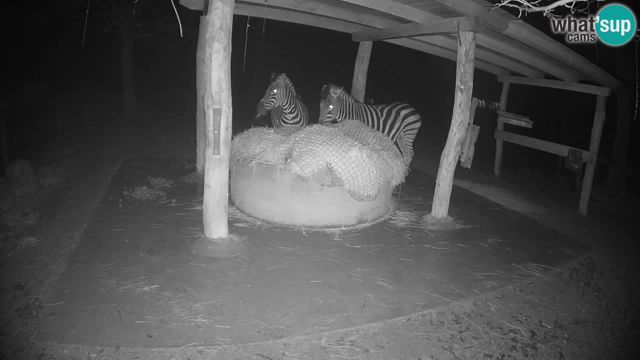 Live Webcam Zebras in Ljubljana ZOO – Slowenien