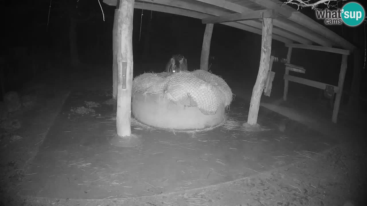 Live Webcam Zebras in Ljubljana ZOO – Slowenien