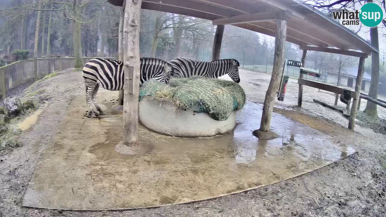 Live webcam Zebras in Ljubljana ZOO – Slovenia