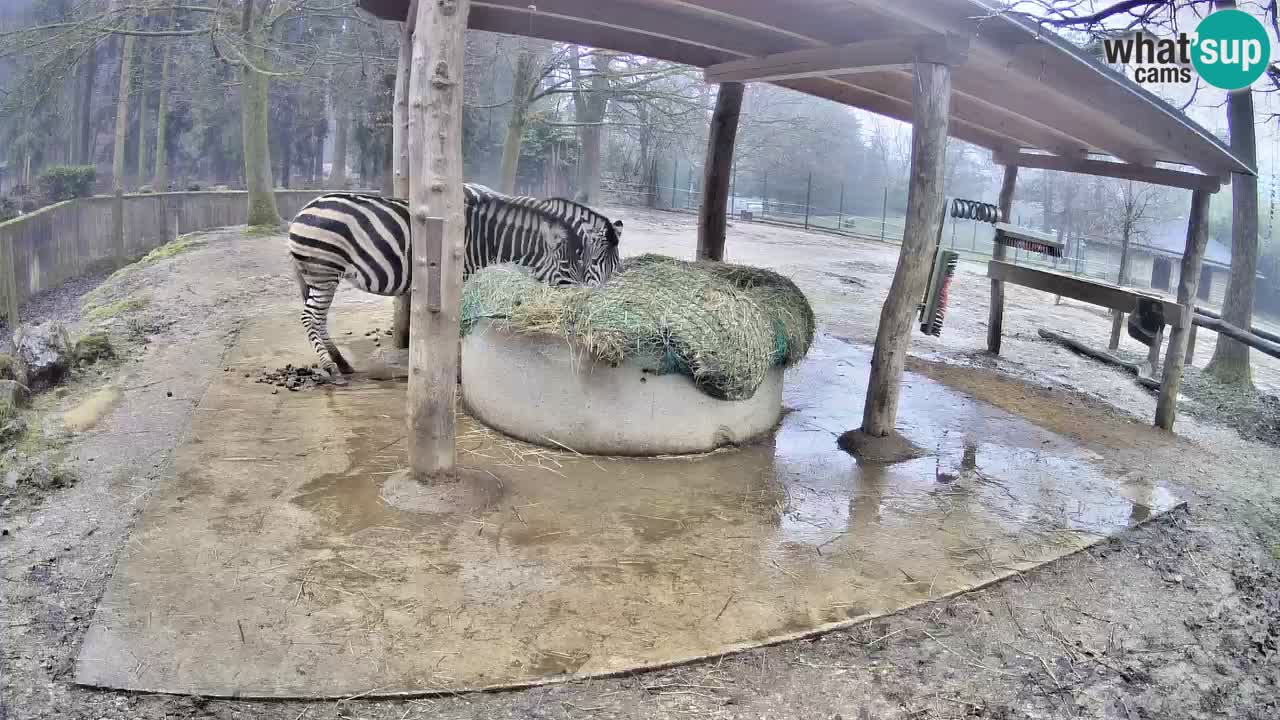 Live webcam Les zèbres in Ljubljana ZOO – Slovénie