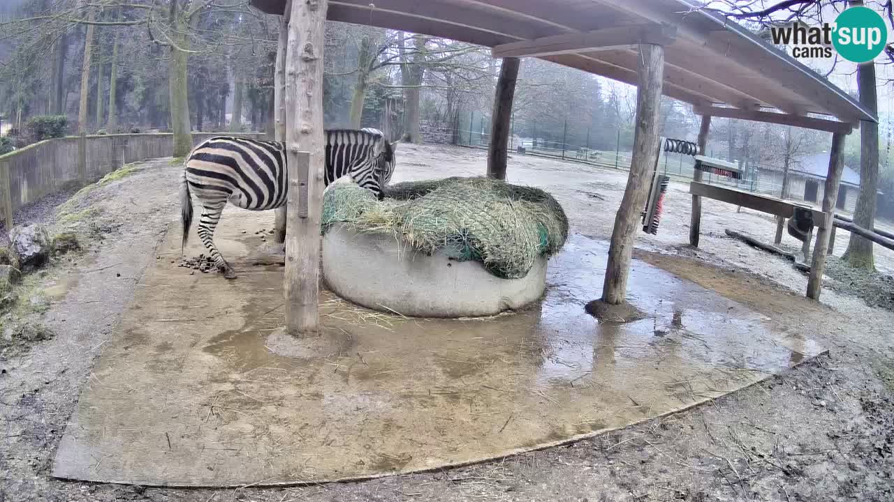 Camera en vivo Cebras in Ljubljana ZOO – Eslovenia