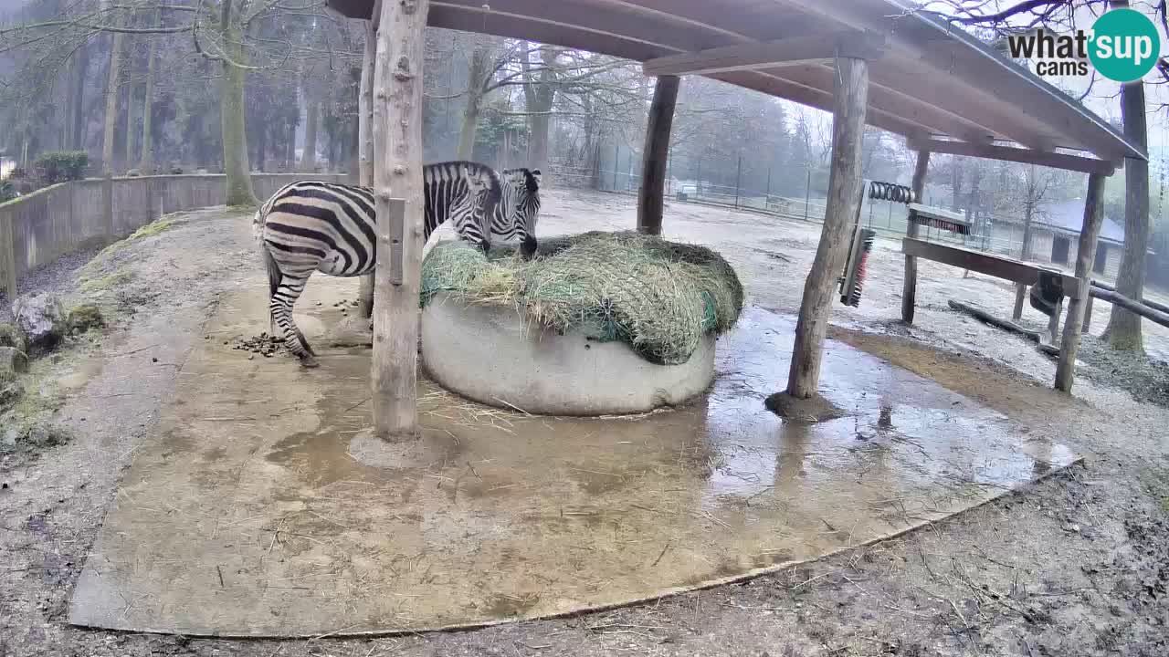 Zebre v živo v živalskem vrtu Ljubljana ZOO spletne kamere