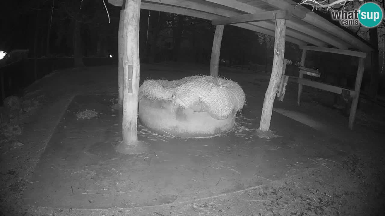 Zebre v živo v živalskem vrtu Ljubljana ZOO spletne kamere