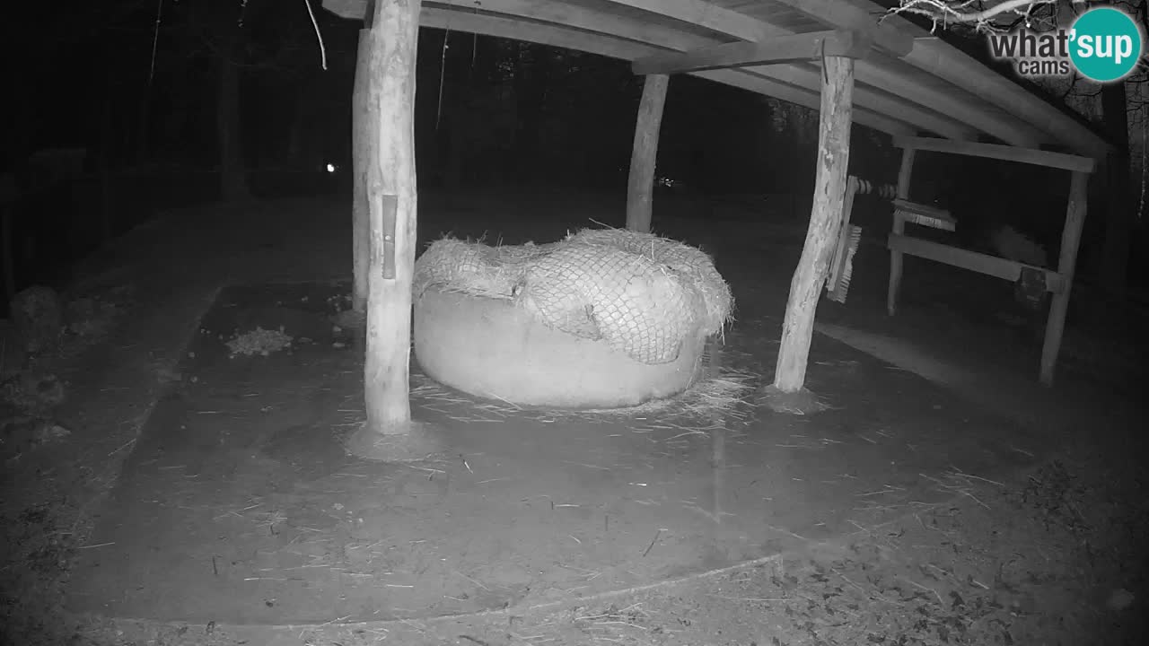 Zebre v živo v živalskem vrtu Ljubljana ZOO spletne kamere