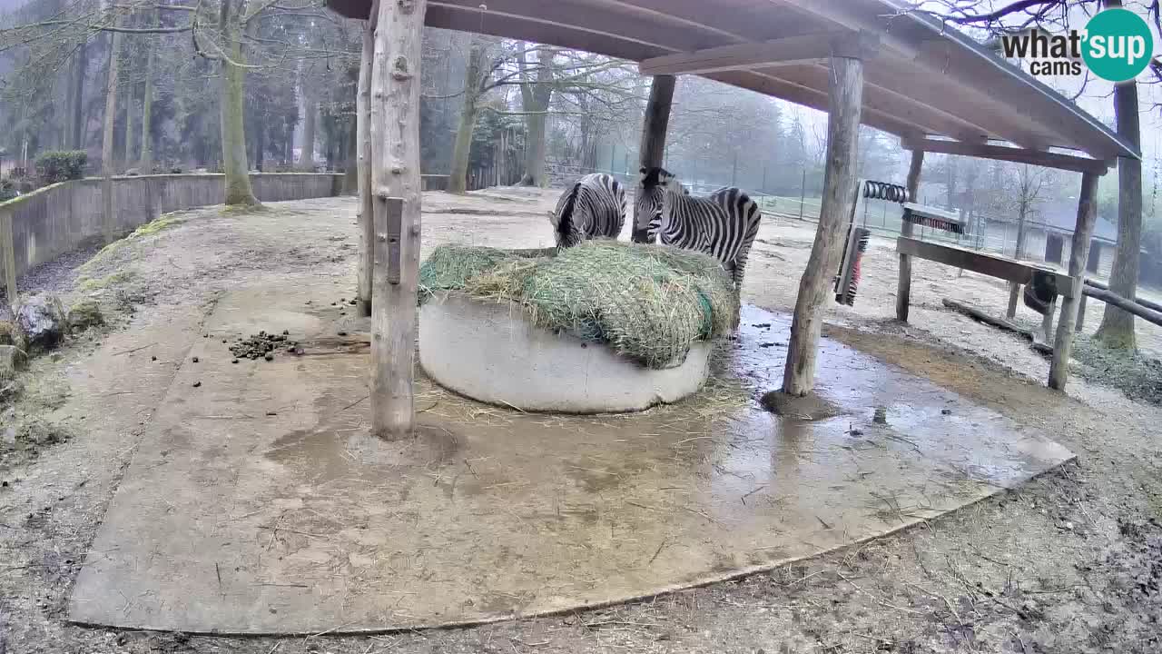 Le Zebre nello ZOO di Ljubljana – Slovenia Live webcam