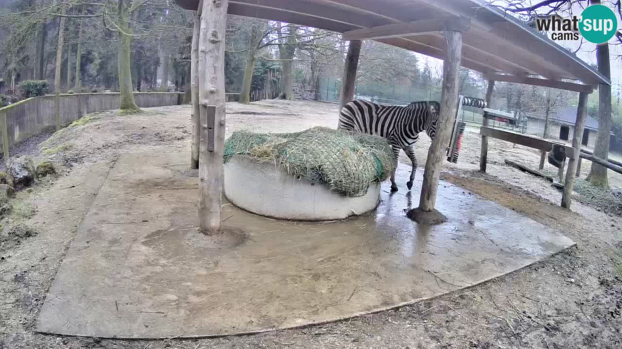 Le Zebre nello ZOO di Ljubljana – Slovenia Live webcam