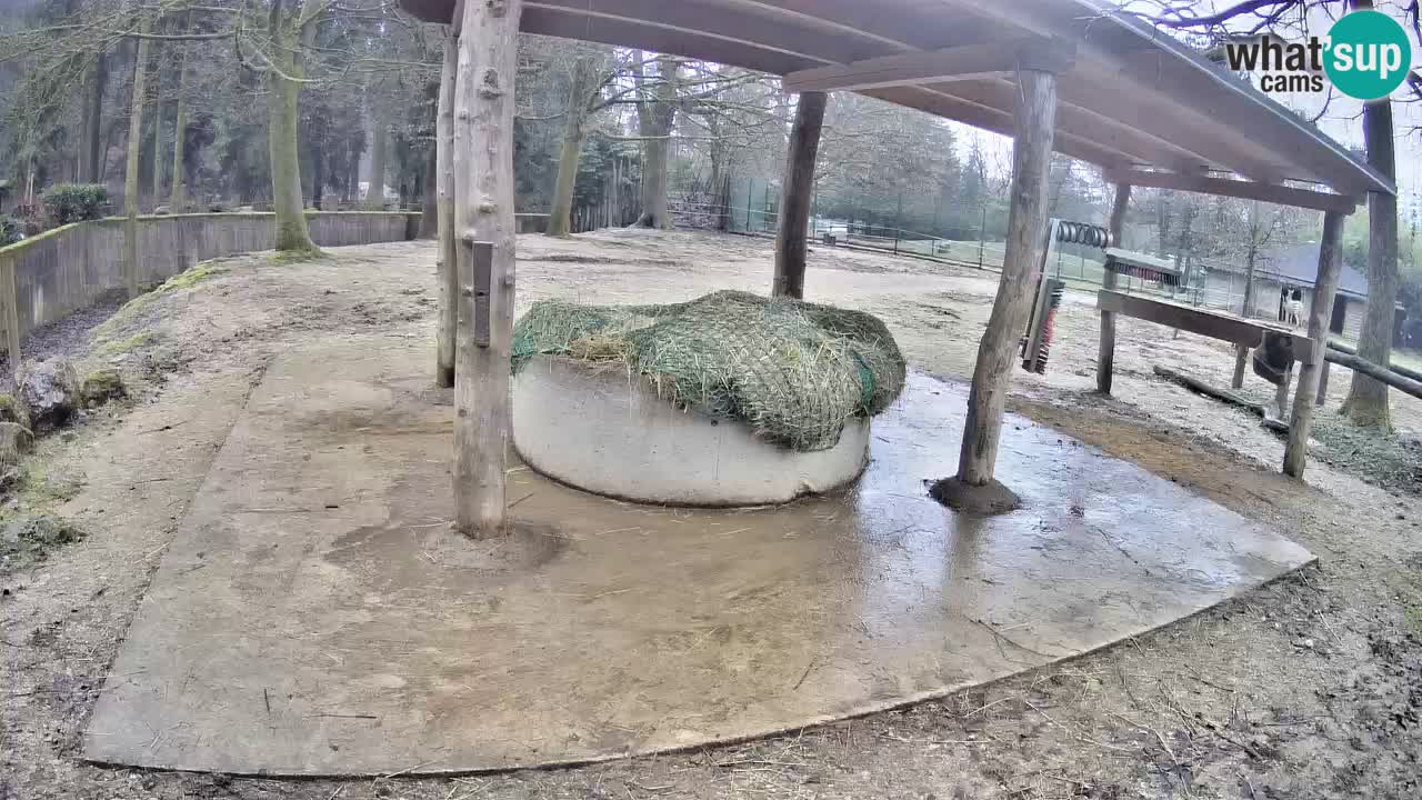 Le Zebre nello ZOO di Ljubljana – Slovenia Live webcam