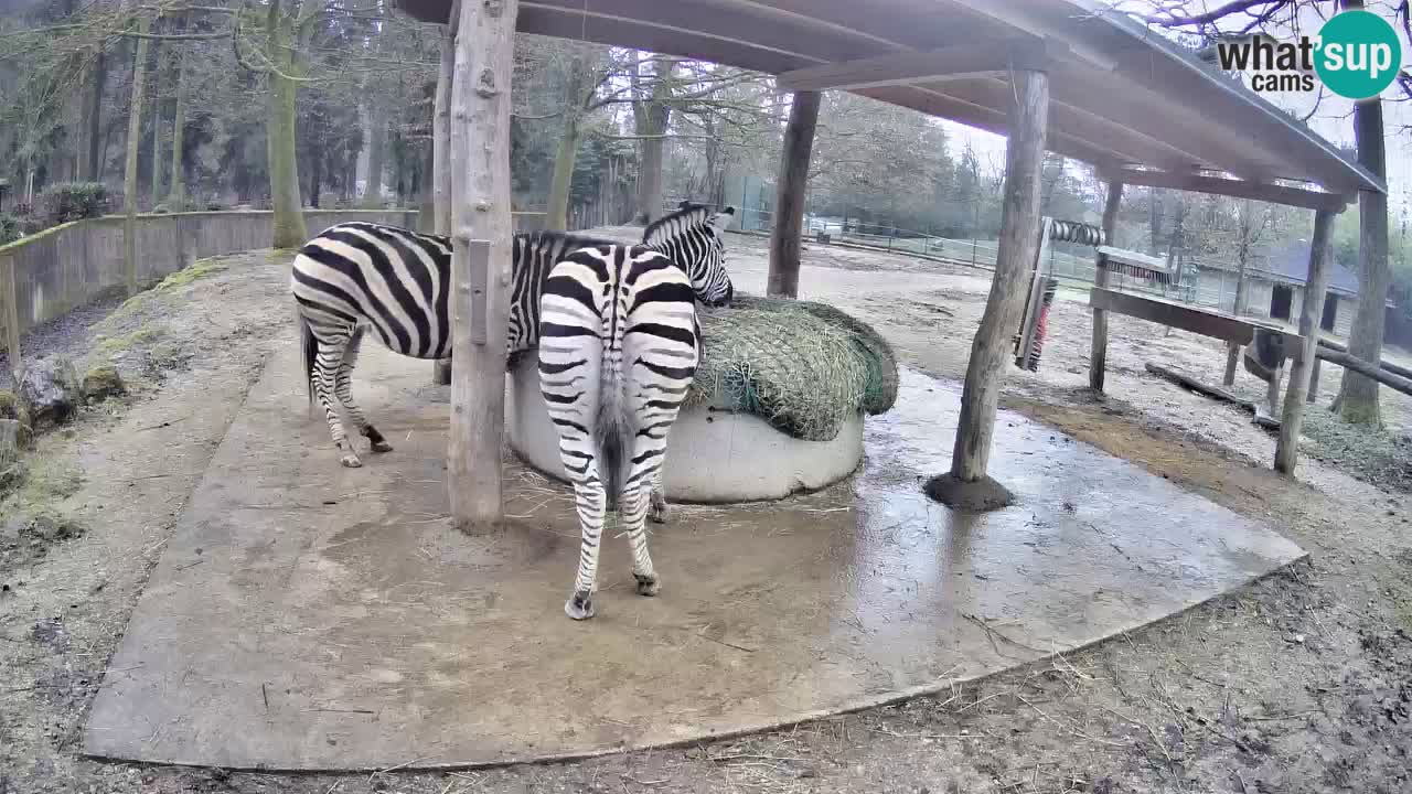 Le Zebre nello ZOO di Ljubljana – Slovenia Live webcam
