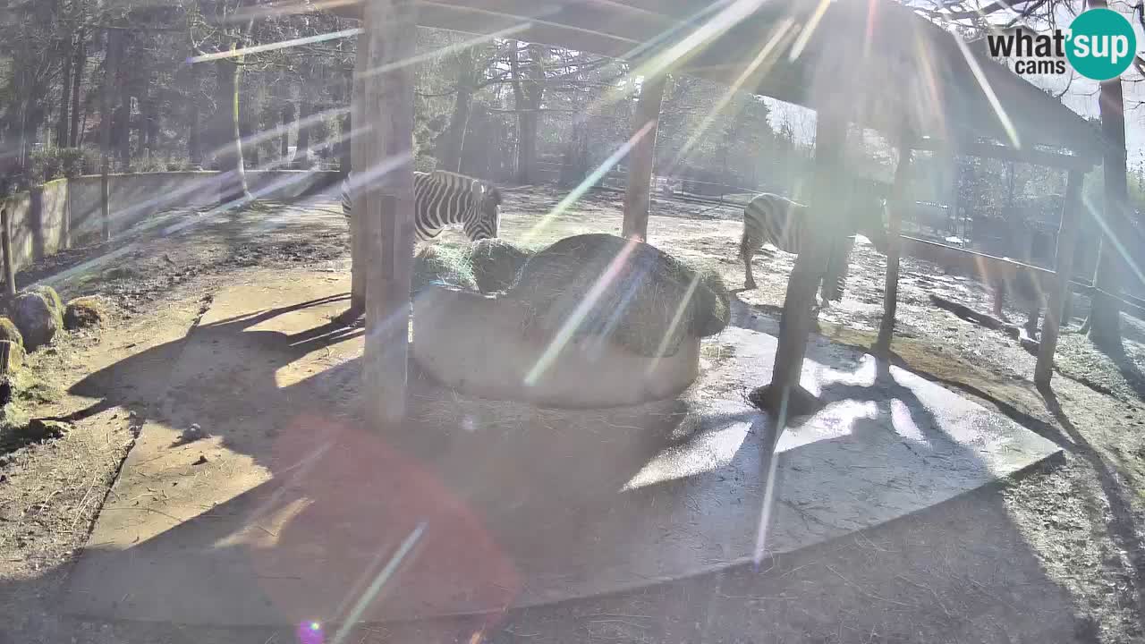 Le Zebre nello ZOO di Ljubljana – Slovenia Live webcam