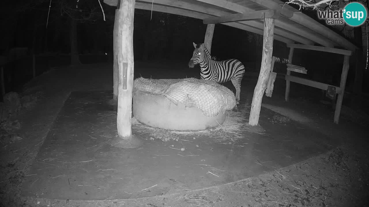 Live webcam Zebras in Ljubljana ZOO – Slovenia
