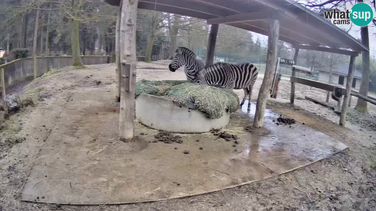 Live Webcam Zebras in Ljubljana ZOO – Slowenien