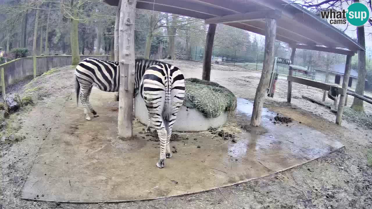Live webcam Les zèbres in Ljubljana ZOO – Slovénie