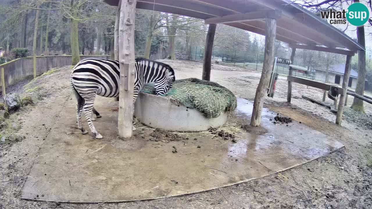 Live webcam Zebras in Ljubljana ZOO – Slovenia