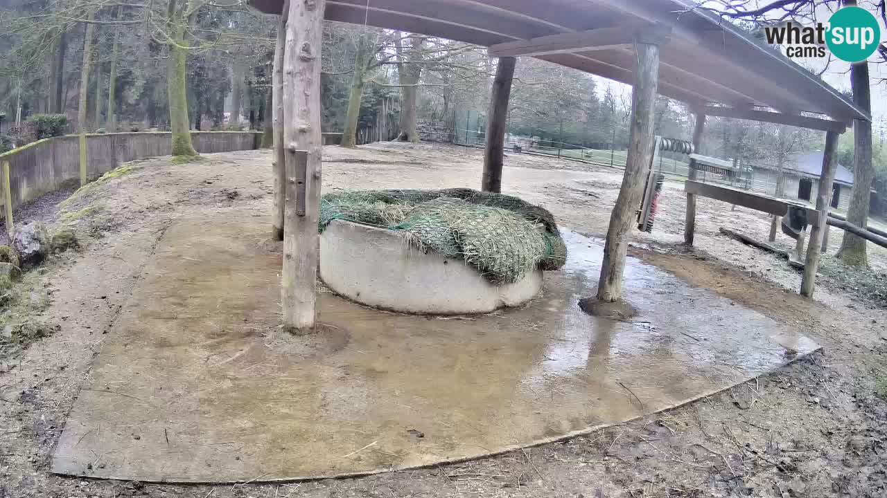Live webcam Zebras in Ljubljana ZOO – Slovenia