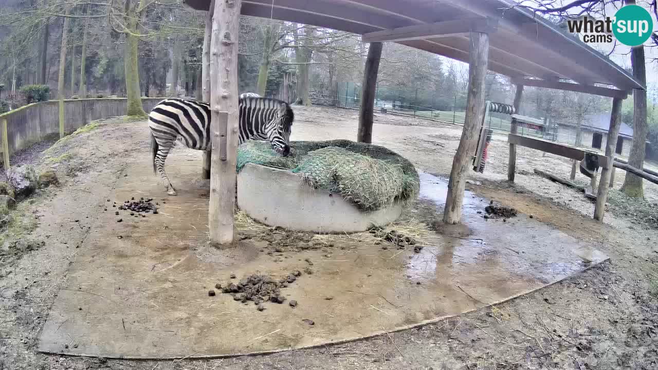 Live Webcam Zebras in Ljubljana ZOO – Slowenien